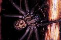 Tegenaria_parietina_P1544_Z_82_Les Gris_Frankrijk